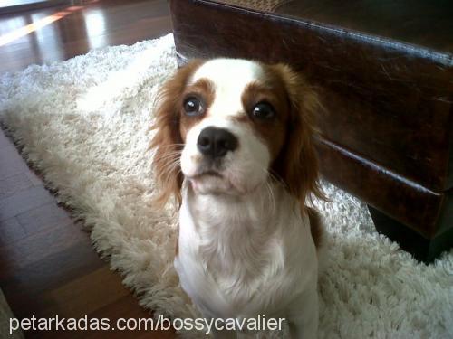 bossy Erkek Cavalier King Charles Spanieli