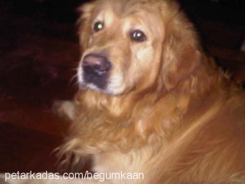 buffy Erkek Golden Retriever