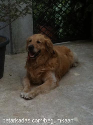 buffy Erkek Golden Retriever