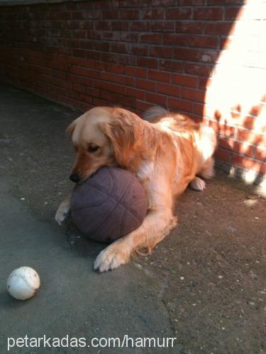 hamur Dişi Golden Retriever