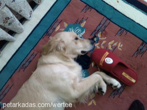 Çakıl Dişi Golden Retriever