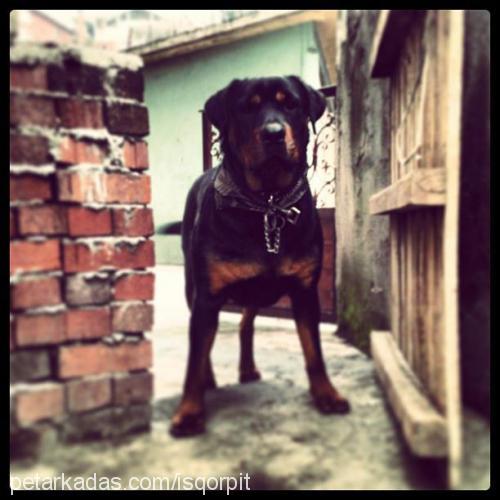 dark Dişi Rottweiler