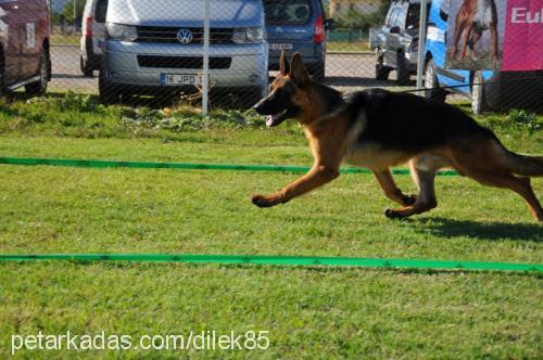 ece Dişi Belçika Malinois