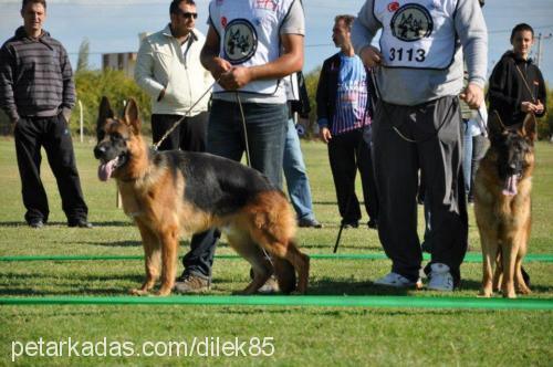 ece Dişi Belçika Malinois