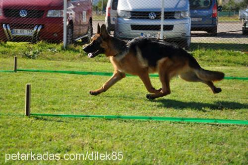 ece Dişi Belçika Malinois