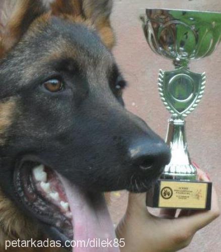 İxsus Erkek Alman Çoban Köpeği