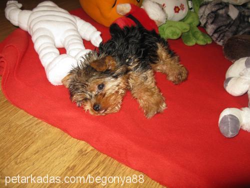 Çakıl Dişi Yorkshire Terrier