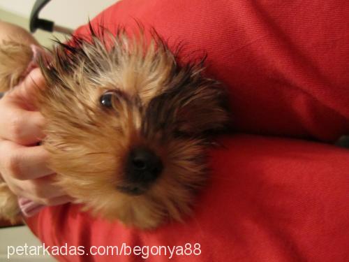 Çakıl Dişi Yorkshire Terrier