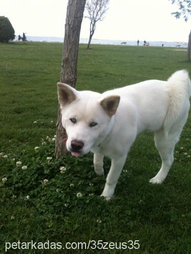 zeus Erkek Akita İnu