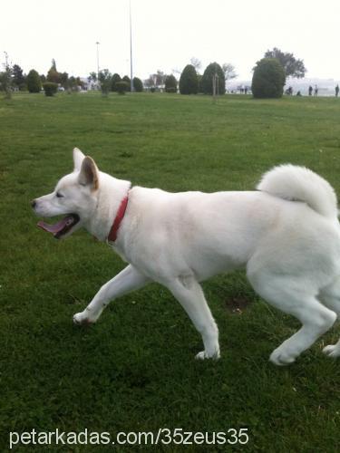 zeus Erkek Akita İnu