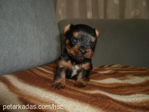 Şans Dişi Yorkshire Terrier