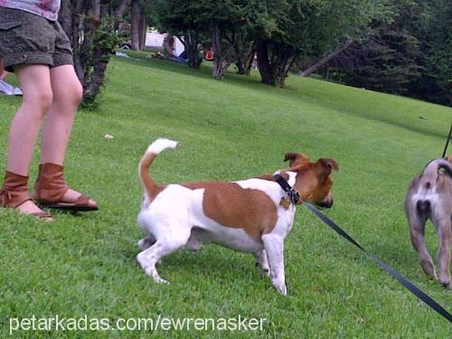 mailo Erkek Jack Russell Terrier