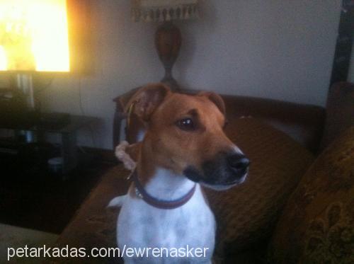 mailo Erkek Jack Russell Terrier