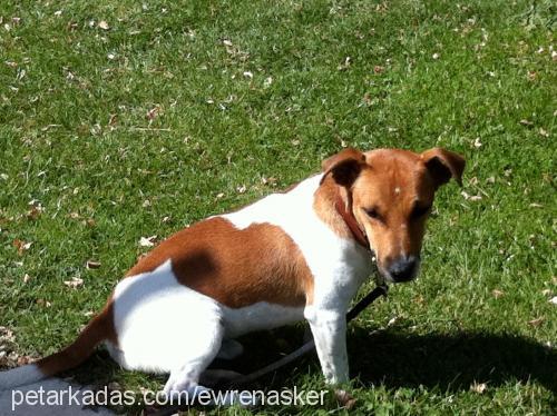 mailo Erkek Jack Russell Terrier