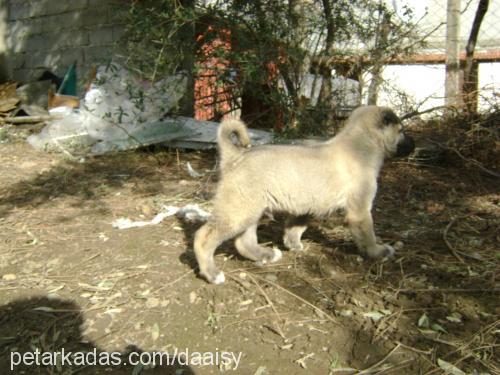 dayı Erkek Kangal