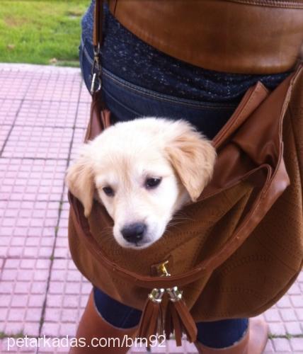 güneş Dişi Golden Retriever