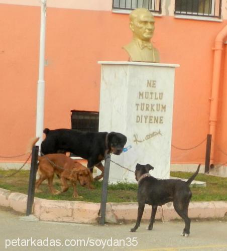 oskar Erkek İngiliz Cocker Spaniel