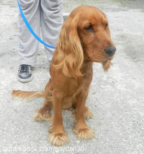 oskar Erkek İngiliz Cocker Spaniel