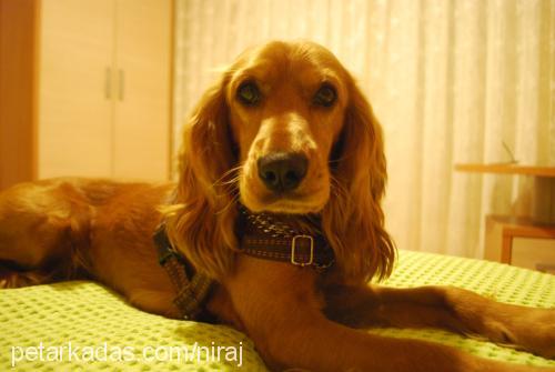 alf Erkek İngiliz Cocker Spaniel