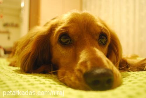 alf Erkek İngiliz Cocker Spaniel