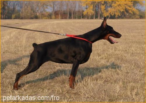 cassycrystal Dişi Doberman Pinscher