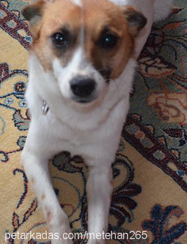 balım Dişi Jack Russell Terrier