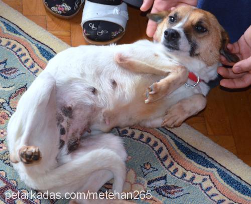 balım Dişi Jack Russell Terrier