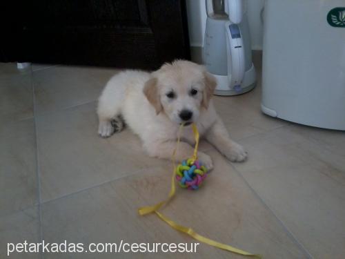 ege Erkek Golden Retriever