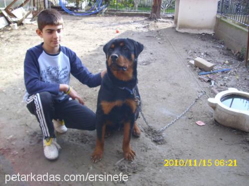 pasha Erkek Rottweiler