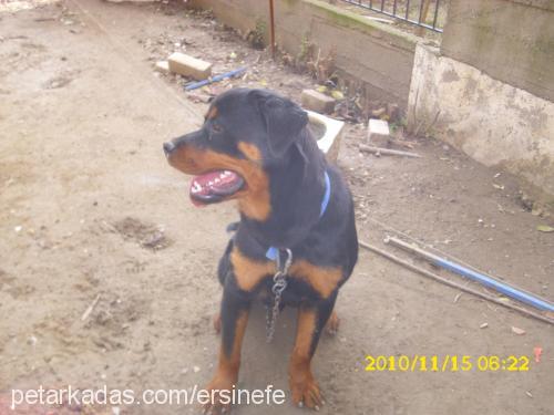 pasha Erkek Rottweiler