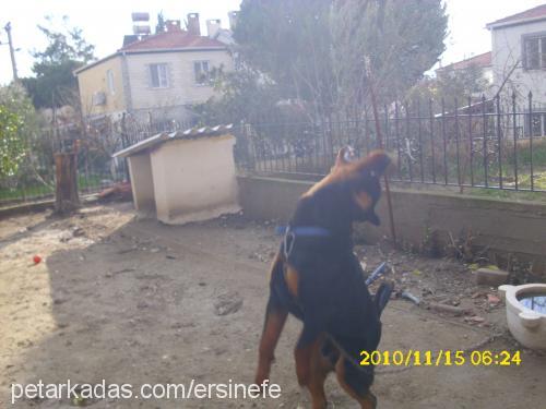 pasha Erkek Rottweiler