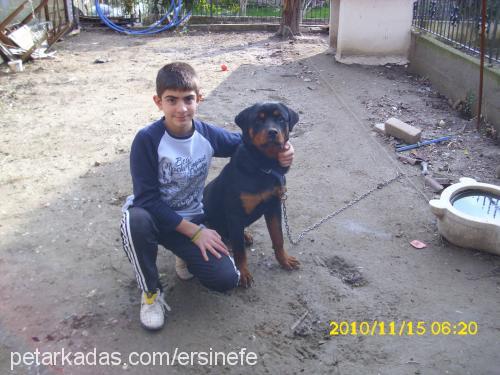 pasha Erkek Rottweiler