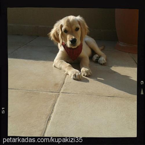 whiskey Erkek Golden Retriever