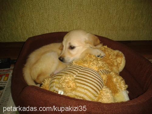 whiskey Erkek Golden Retriever