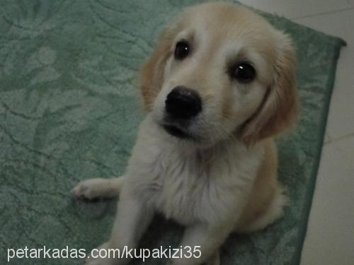 whiskey Erkek Golden Retriever