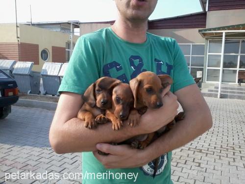 cindy Dişi Dachshund