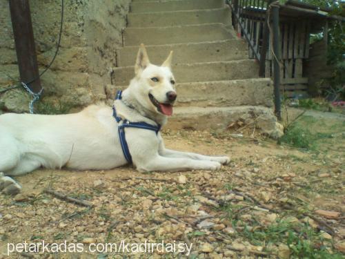 daisy Dişi Sibirya Kurdu (Husky)