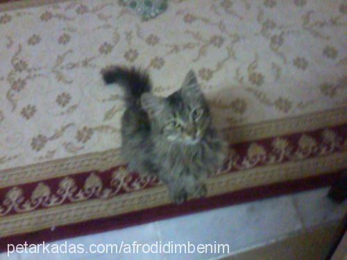 pofuduk Erkek Maine Coon