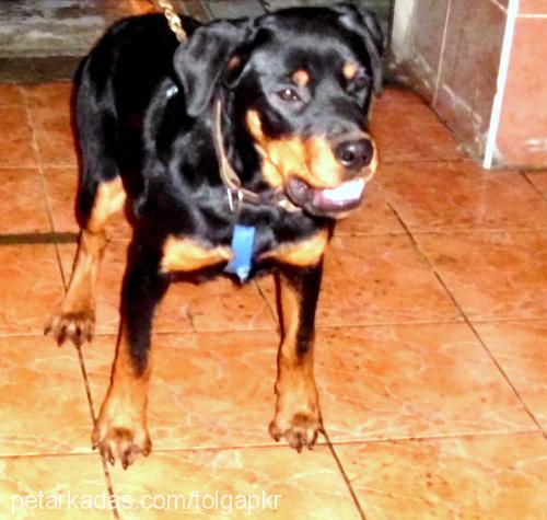 oscar Erkek Rottweiler