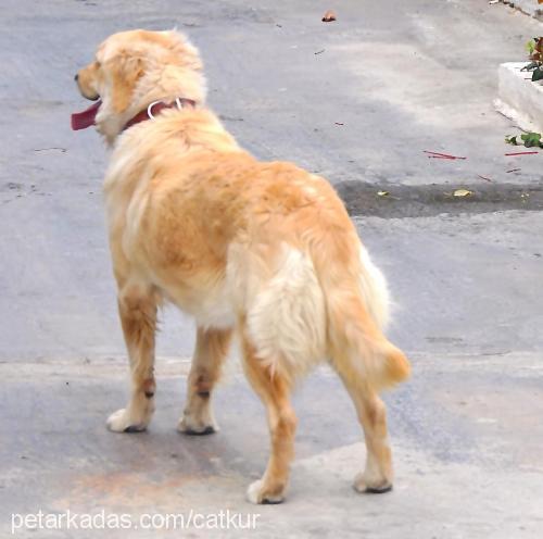 sera Dişi Golden Retriever