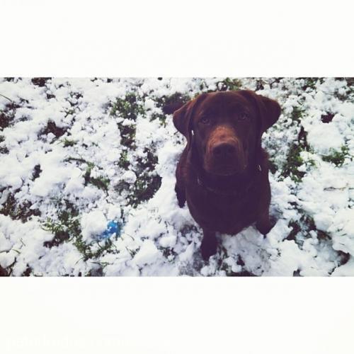 Çiko Erkek Labrador Retriever