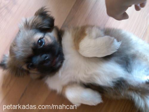 fındık Erkek Pekingese