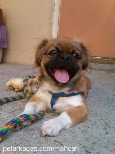 fındık Erkek Pekingese