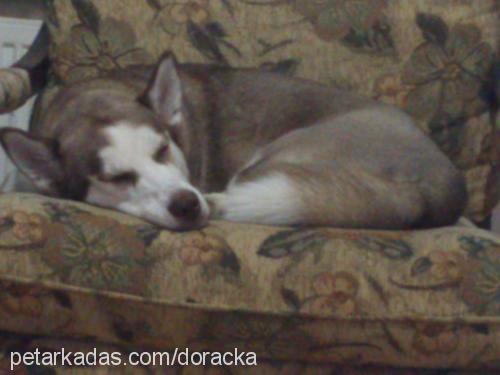 dora Dişi Alaskan Malamute