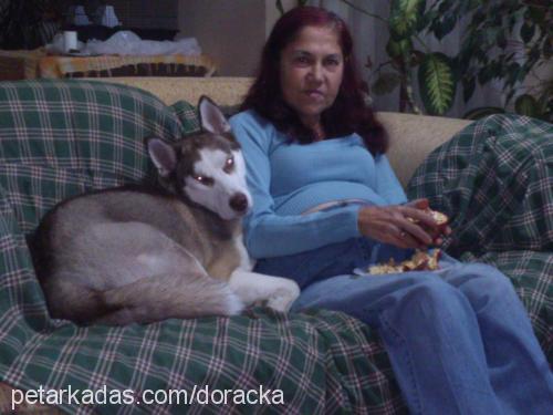 dora Dişi Alaskan Malamute