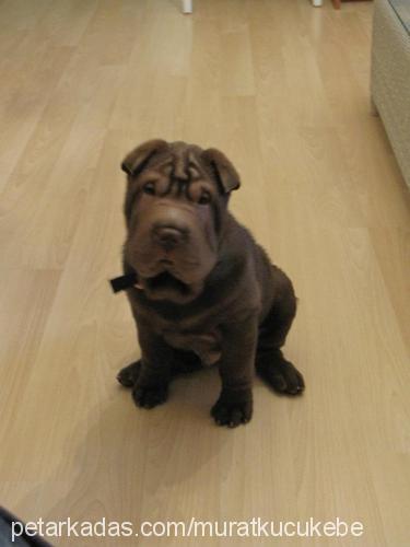 koko Erkek Çin Shar-Pei