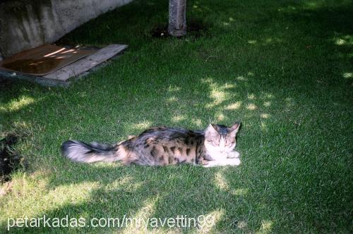 paty Erkek Maine Coon