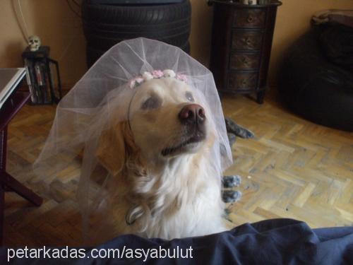 asya Dişi Golden Retriever