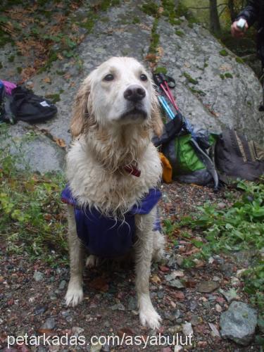 asya Dişi Golden Retriever