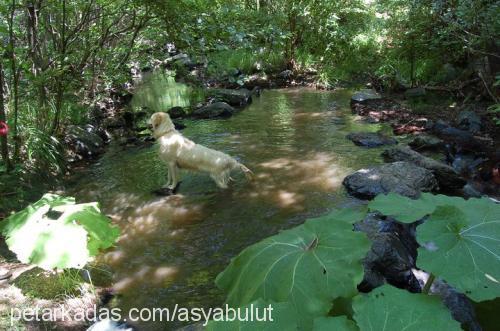 asya Dişi Golden Retriever